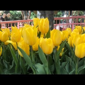 Meet your Posher, Joel